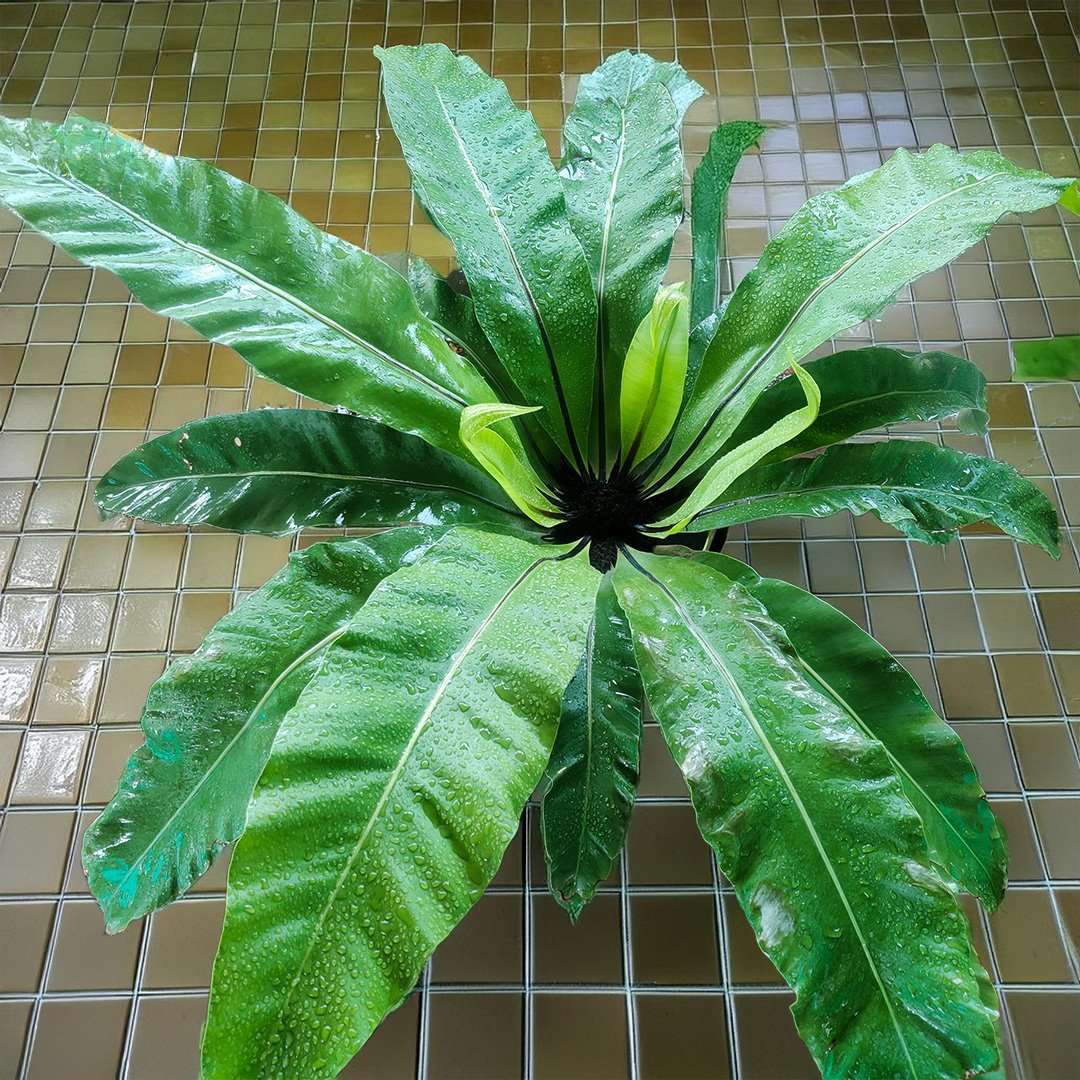 Bird Nest Fern